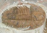 Large Hamatolenus Trilobite Multiple - Tinjdad, Morocco #47351-2